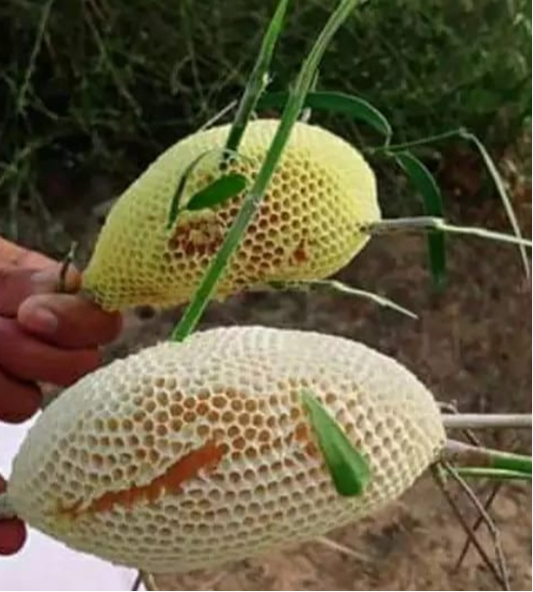 Wild Sidr Honey Combs – Rare, Pure - Available on Advance Booking only