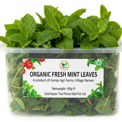 Organic fresh mint leaves pudina farm-fresh and aromatic