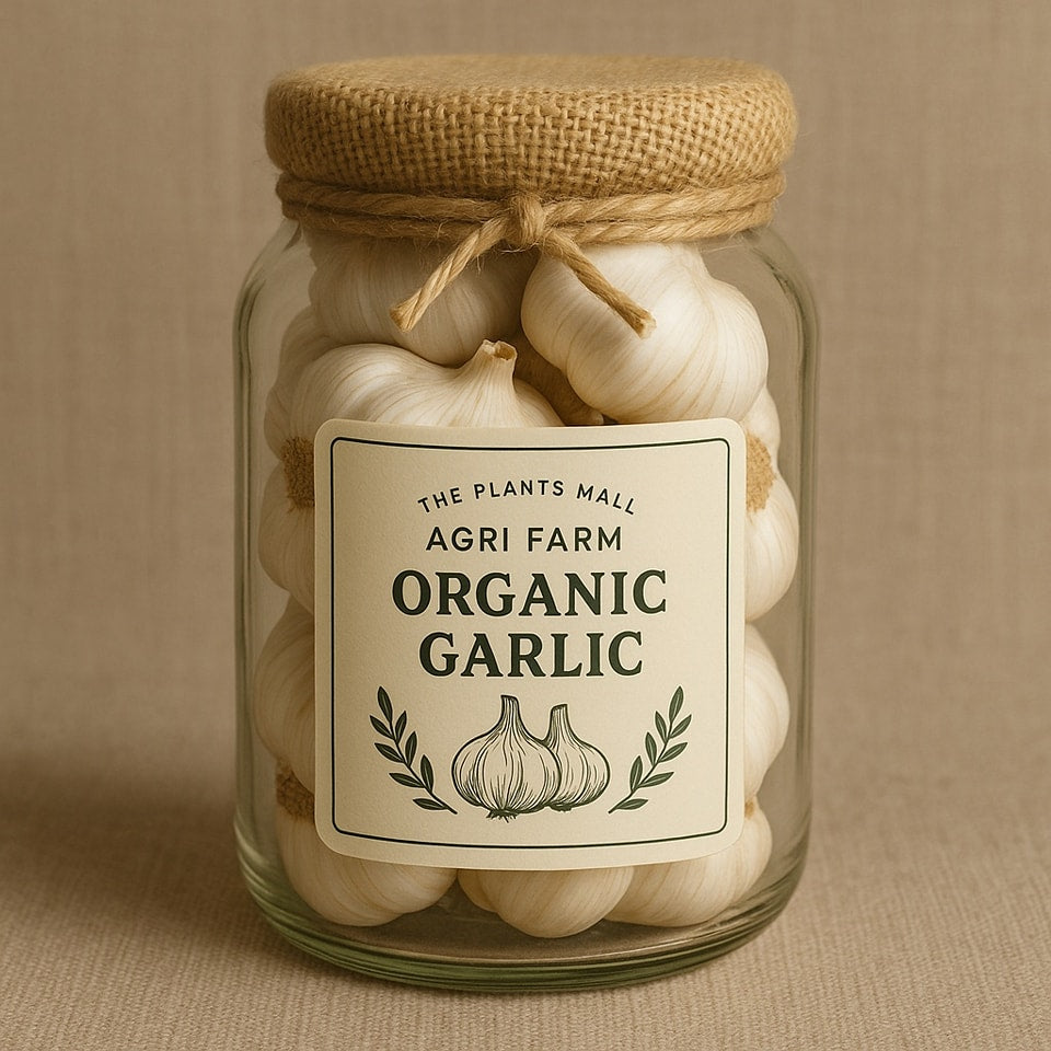 Organic Desi garlic grown naturally at The Plants Mall Agri Farms