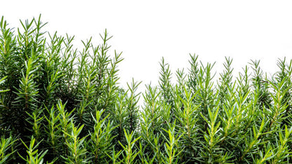 Natural fresh rosemary leaves for Mediterranean recipes