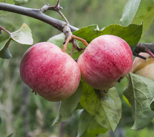 Discover the Rare Saspolo Apple – A Taste of Paradise from Kharmang’s Pari Valley! ✨ Available only on Advance Booking 🍎