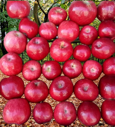 Discover the Rare Saspolo Apple – A Taste of Paradise from Kharmang’s Pari Valley! ✨ Available only on Advance Booking 🍎
