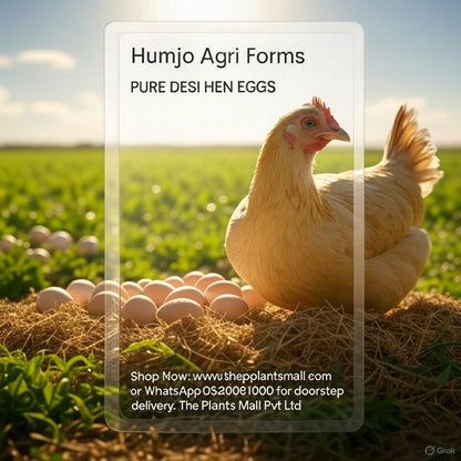 Pure Desi Hen Eggs