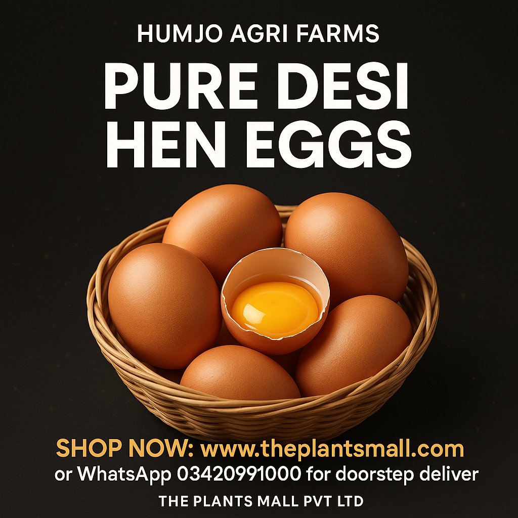Pure Desi Hen Eggs