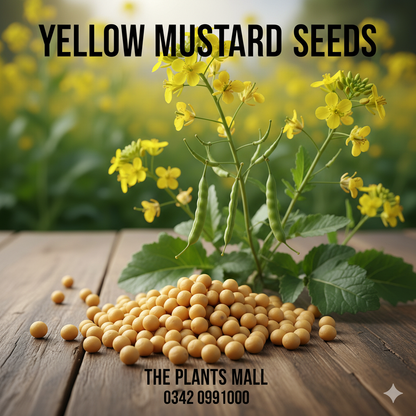 Yellow Mustard Seeds (پیلی سرسوں)