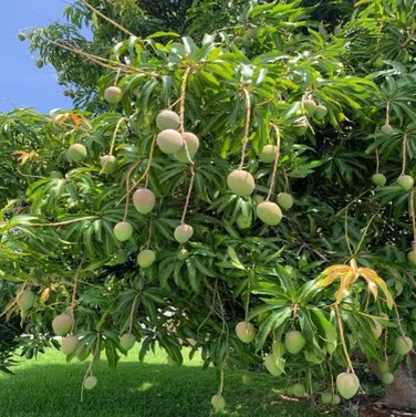 Mangoes-  Aam - Different Verities