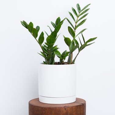 ZZ Plant - Zamioculcas  Zamiifolia