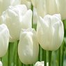 White Tulip Flower - Purissima