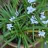 Mexican Petunia - Ruellia - Ruellia Simplex