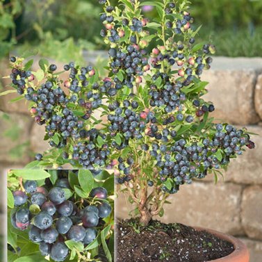 Blue Berry - Vaccinium Corymbosum -  Vaccinium Sect. Cyanococcus