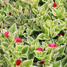 Aptenia cordifolia ‘Variegata’ - Baby Sun Rose