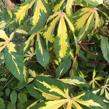 Cassava Variegated Tapioca - Manihot