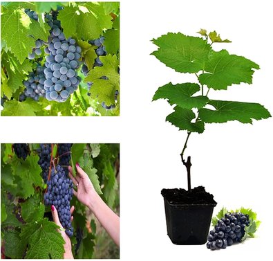 Grapes Black