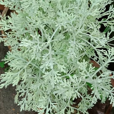 Mushk Waheed - Mushk Amber - Artemisia-Fragrant Plant