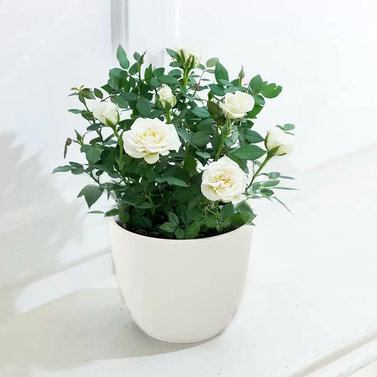 English Rose Plant White