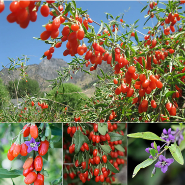 Goji bair - Chinese wolfberry -  Lycium barbarum