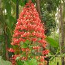 Clerodendrum Splendens - Evergreen Climber