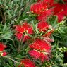 Bottle Brush - Weeping Bottle Brush - Callistemon Viminalis