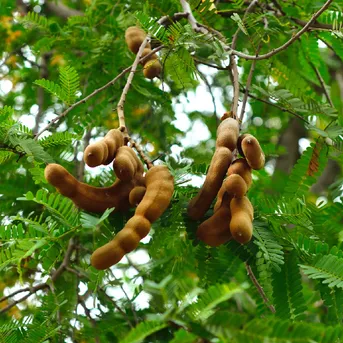 Tamrind-Meethi Amli - Tamarind - Asam Jawa - Tamarindo-  Imli -  Ambli - Tamarindus indica