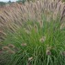 Fountain Grass -  Pennisetum