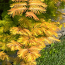 Dawn Redwood Tree - Metasequoia glyptostroboides