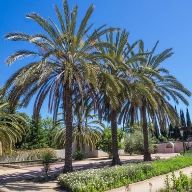 Date Trees- Phoenix Dactylifera