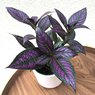 Persian Shield - Strobilanthes Dyeriana