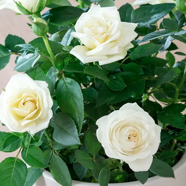 English Rose Plant White