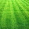 Korean Grass - Lawn Grass - Zoysia Japonica (Per Square Feet)