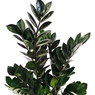 ZZ Plant Black - Aroid Palm - Zamioculcas zamiifolia