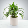 Corn Plant Dracaena - Dragon Plant - Dracaena fragrans