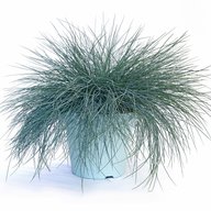 Blue Fescue Grass -  Festuca Glauca