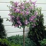 Lilac - Syringa Vulgaris