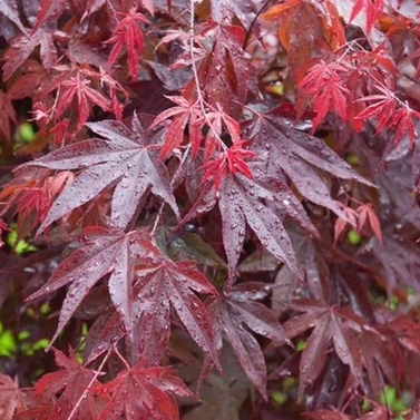 Japanese Maple - Bloodgood