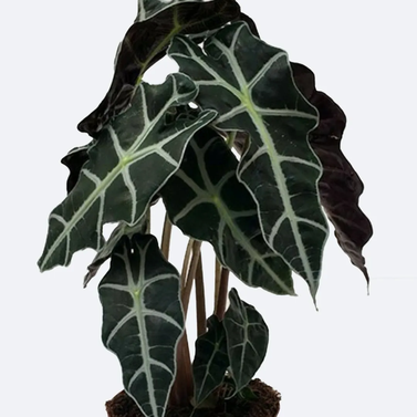 Alocasia Hybrid (Imported) - Elephant Ear Plant