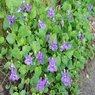 Gul Banafsha -Sweet Violet - Viola Odorata