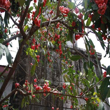 Rose Apple - Syzygium Samarangense