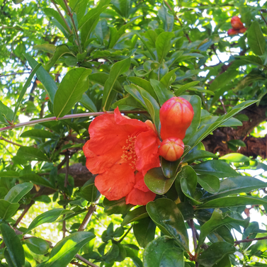 Pomegranate- Anar-Punica Granatum