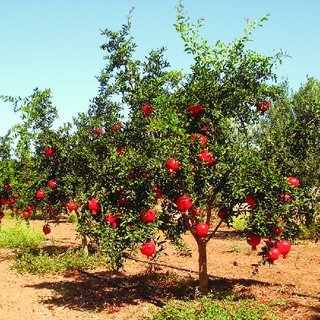 Pomegranate- Anar-Punica Granatum