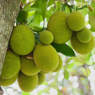 Jack Fruit - Imported - Kathal - Artocarpus Heterophyllus