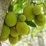 Jack Fruit - Imported - Kathal - Artocarpus Heterophyllus