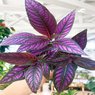 Persian Shield - Strobilanthes Dyeriana