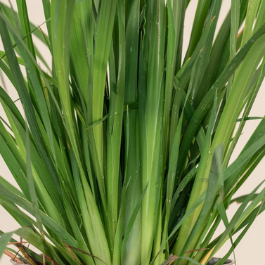 Lemon Grass-Cymbopogon Citratus