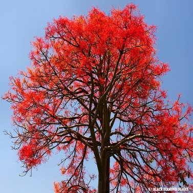 Brachychiton Acerifolius Illawara 'Flame Tree'