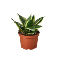 Snake Plant Dwarf Variegated - Sansevieria - Mother In Law’s Tongue - Dracaena Trifasciata