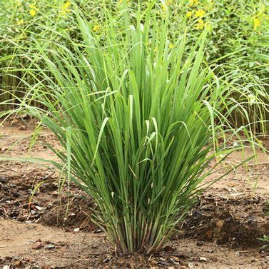 Lemon Grass-Cymbopogon Citratus