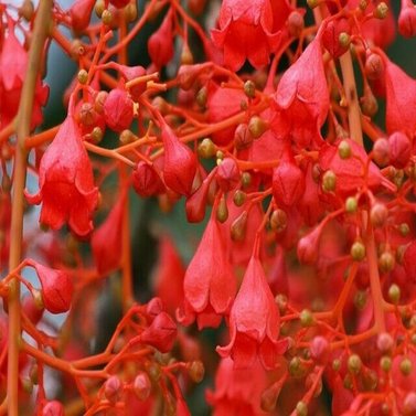 Brachychiton Acerifolius Illawara 'Flame Tree'