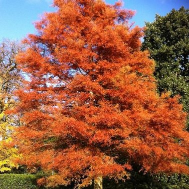 Dawn Redwood Tree - Metasequoia glyptostroboides