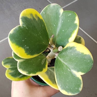 Hoya Kerrii