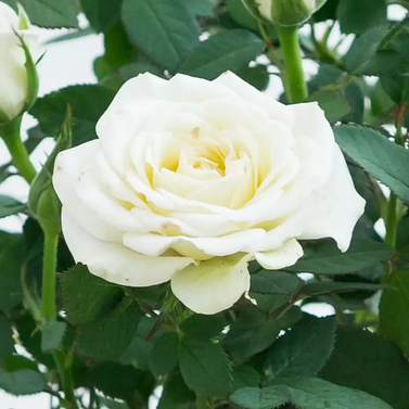 English Rose Plant White